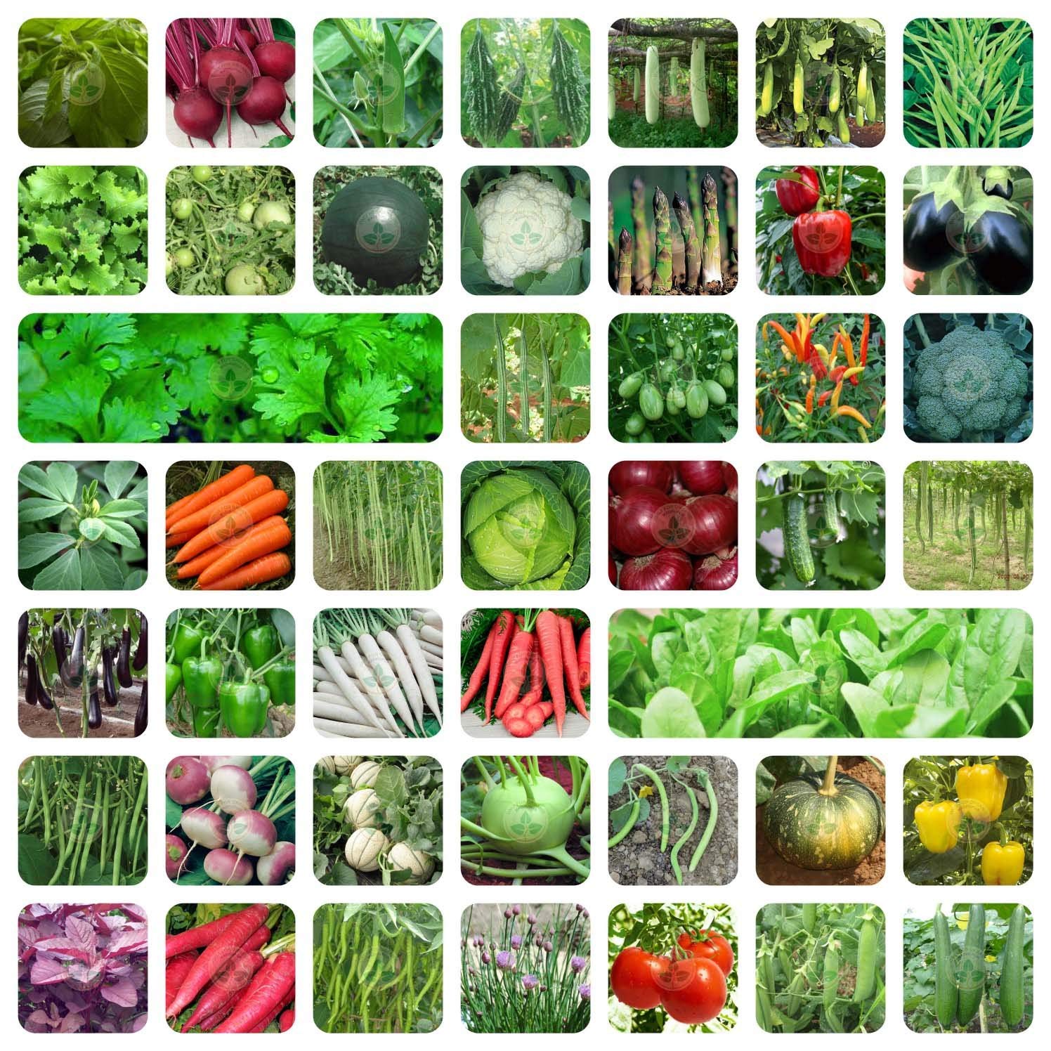 Fresh Organic Mixed Vegetables Combo Pack - Image 4